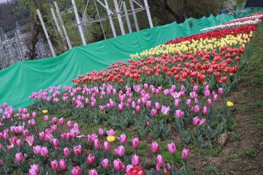 Kaşmir 'de lale çiçeği ve lale festivali. Güzel duvar montajı resmi, çiçek arkaplanı. Kashmir 'i ziyaret etmek için turist mevsimi. Festivalde lale çiçeklerinin canlı güzelliğini yakala.