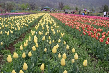 Kaşmir 'de lale çiçeği ve lale festivali. Güzel duvar montajı resmi, çiçek arkaplanı. Kashmir 'i ziyaret etmek için turist mevsimi. Festivalde lale çiçeklerinin canlı güzelliğini yakala.