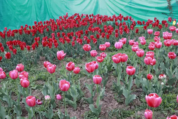 Kaşmir 'de lale çiçeği ve lale festivali. Güzel duvar montajı resmi, çiçek arkaplanı. Kashmir 'i ziyaret etmek için turist mevsimi. Festivalde lale çiçeklerinin canlı güzelliğini yakala.