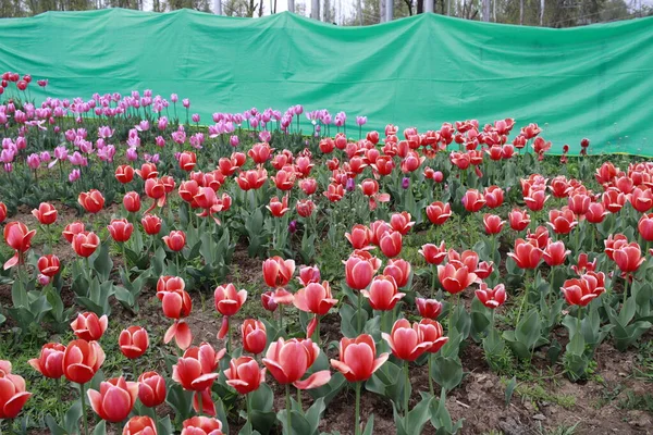 Tulipa Flor Tulipa Festival Caxemira Imagem Montagem Parede Bonita Fundo — Fotografia de Stock