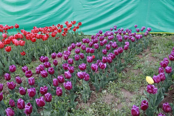 Tulipa Flor Tulipa Festival Caxemira Imagem Montagem Parede Bonita Fundo — Fotografia de Stock