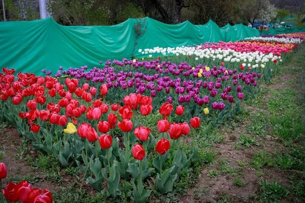Tulipánvirág Tulipán Fesztivál Kasmírban Gyönyörű Falra Szerelhető Kép Virág Háttér — Stock Fotó