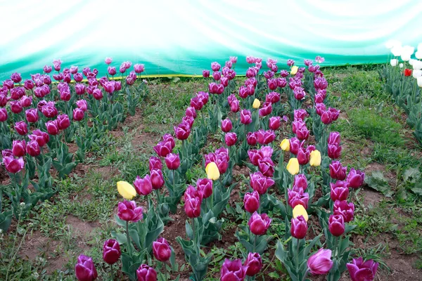 Kaşmir Lale Çiçeği Lale Festivali Güzel Duvar Montajı Resmi Çiçek — Stok fotoğraf