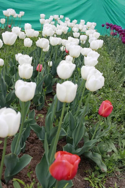 Kaşmir 'de lale çiçeği ve lale festivali. Güzel duvar montajı resmi, çiçek arkaplanı. Kashmir 'i ziyaret etmek için turist mevsimi. Festivalde lale çiçeklerinin canlı güzelliğini yakala.