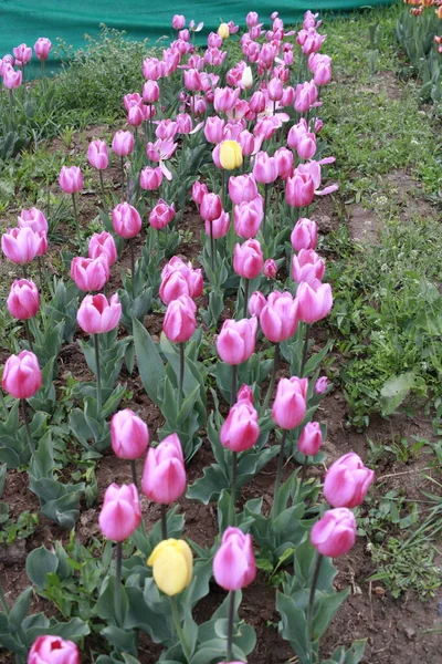 Festiwal Kwiatów Tulipanów Tulipanów Kaszmirze Piękny Obraz Montażu Ścianie Tło — Zdjęcie stockowe