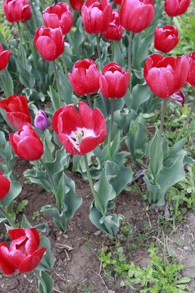 Kaşmir 'de lale çiçeği ve lale festivali. Güzel duvar montajı resmi, çiçek arkaplanı. Kashmir 'i ziyaret etmek için turist mevsimi. Festivalde lale çiçeklerinin canlı güzelliğini yakala.