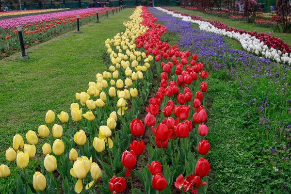Tulipánvirág Tulipán Fesztivál Kasmírban Gyönyörű Falra Szerelhető Kép Virág Háttér — Stock Fotó