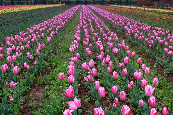 Tulpenblüten Und Tulpenfest Kaschmir Schöne Wandmontage Bild Blume Hintergrund Saison — Stockfoto