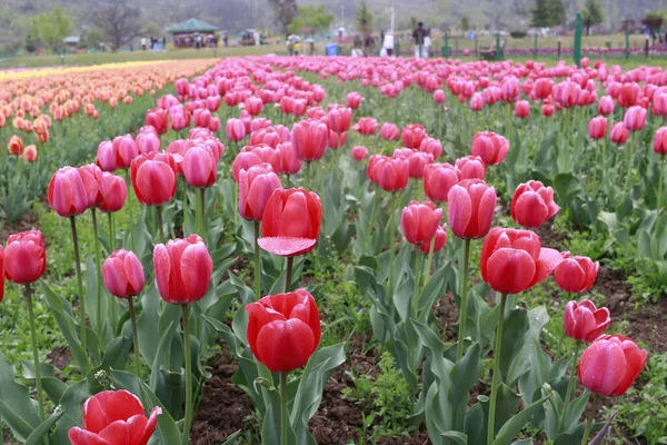 Kaşmir 'de lale çiçeği ve lale festivali. Güzel duvar montajı resmi, çiçek arkaplanı. Kashmir 'i ziyaret etmek için turist mevsimi. Festivalde lale çiçeklerinin canlı güzelliğini yakala.