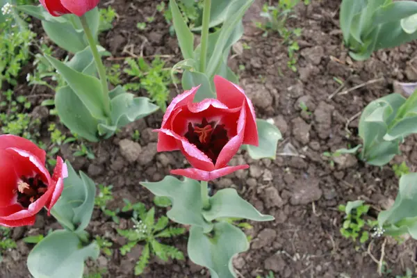 Kaşmir 'de lale çiçeği ve lale festivali. Güzel duvar montajı resmi, çiçek arkaplanı. Kashmir 'i ziyaret etmek için turist mevsimi. Festivalde lale çiçeklerinin canlı güzelliğini yakala.