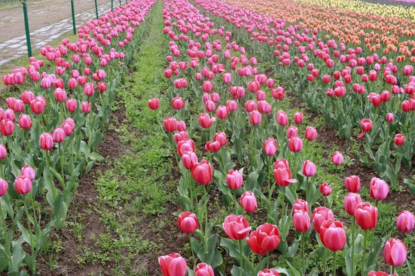 Tulpenblüten Und Tulpenfest Kaschmir Schöne Wandmontage Bild Blume Hintergrund Saison — Stockfoto