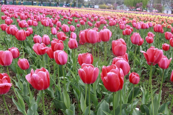 Kaşmir 'de lale çiçeği ve lale festivali. Güzel duvar montajı resmi, çiçek arkaplanı. Kashmir 'i ziyaret etmek için turist mevsimi. Festivalde lale çiçeklerinin canlı güzelliğini yakala.