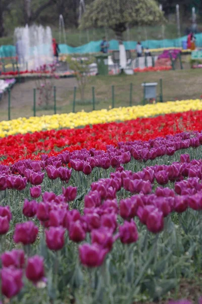 Kaşmir 'de lale çiçeği ve lale festivali. Güzel duvar montajı resmi, çiçek arkaplanı. Kashmir 'i ziyaret etmek için turist mevsimi. Festivalde lale çiçeklerinin canlı güzelliğini yakala.