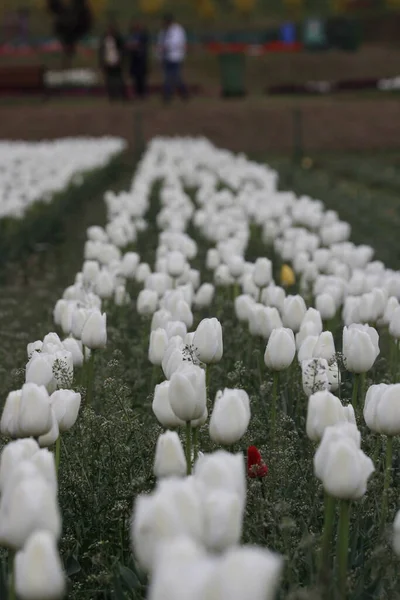 Kaşmir 'de lale çiçeği ve lale festivali. Güzel duvar montajı resmi, çiçek arkaplanı. Kashmir 'i ziyaret etmek için turist mevsimi. Festivalde lale çiçeklerinin canlı güzelliğini yakala.