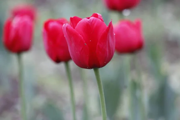 Kaşmir 'de lale çiçeği ve lale festivali. Güzel duvar montajı resmi, çiçek arkaplanı. Kashmir 'i ziyaret etmek için turist mevsimi. Festivalde lale çiçeklerinin canlı güzelliğini yakala.