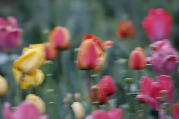 Kaşmir 'de lale çiçeği ve lale festivali. Güzel duvar montajı resmi, çiçek arkaplanı. Kashmir 'i ziyaret etmek için turist mevsimi. Festivalde lale çiçeklerinin canlı güzelliğini yakala.