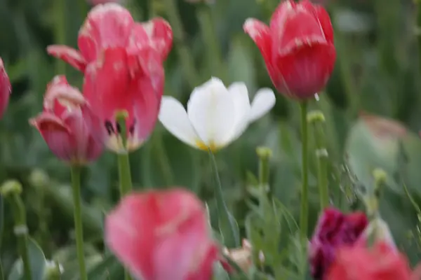 Kaşmir 'de lale çiçeği ve lale festivali. Güzel duvar montajı resmi, çiçek arkaplanı. Kashmir 'i ziyaret etmek için turist mevsimi. Festivalde lale çiçeklerinin canlı güzelliğini yakala.