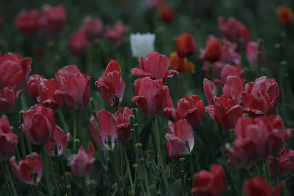 Фестиваль Цветов Тюльпанов Цветов Кашмире Настенная Картинка Цветочный Фон Туристический — стоковое фото