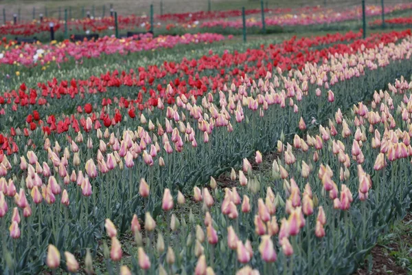 Kaşmir 'de lale çiçeği ve lale festivali. Güzel duvar montajı resmi, çiçek arkaplanı. Kashmir 'i ziyaret etmek için turist mevsimi. Festivalde lale çiçeklerinin canlı güzelliğini yakala.