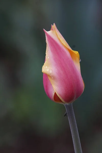 Festa Dei Fiori Tulipano Dei Tulipani Kashmir Bella Immagine Montaggio — Foto Stock