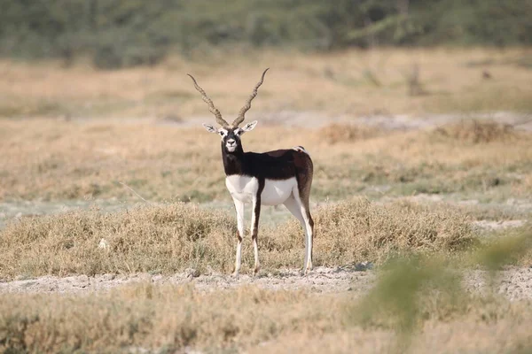 Endangered species Blackbuck in Bishnoi village forest reserve area. Beautiful male and female blackbuck captured with all movement in natural habitat. Rare animal portrait. Beautiful wall mounting.