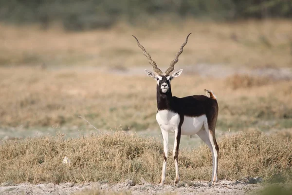 Bishnoi köyü orman koruma alanında nesli tükenmekte olan Blackbuck türü. Güzel erkek ve dişi siyah geyik doğal ortamdaki tüm hareketlerle yakalandı. Nadir bir hayvan portresi. Güzel duvar montajı.