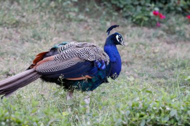 Jaipur yakınlarındaki Orman 'da güzel bir Peafowl. Tavuskuşu refahın işareti. Tavuskuşu 'nun güzel duvarı..