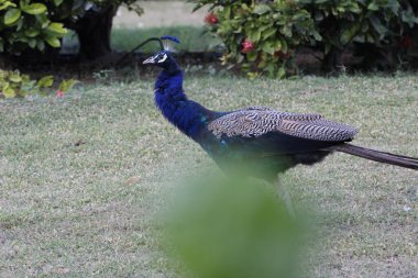 Jaipur yakınlarındaki Orman 'da güzel bir Peafowl. Tavuskuşu refahın işareti. Tavuskuşu 'nun güzel duvarı..