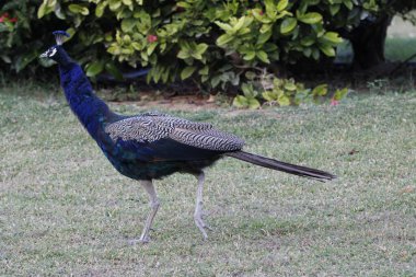 Jaipur yakınlarındaki Orman 'da güzel bir Peafowl. Tavuskuşu refahın işareti. Tavuskuşu 'nun güzel duvarı..