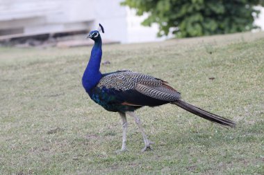 Jaipur yakınlarındaki Orman 'da güzel bir Peafowl. Tavuskuşu refahın işareti. Tavuskuşu 'nun güzel duvarı..