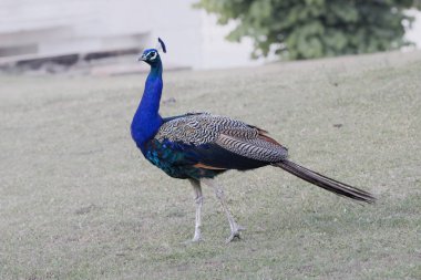 Jaipur yakınlarındaki Orman 'da güzel bir Peafowl. Tavuskuşu refahın işareti. Tavuskuşu 'nun güzel duvarı..