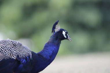Jaipur yakınlarındaki Orman 'da güzel bir Peafowl. Tavuskuşu refahın işareti. Tavuskuşu 'nun güzel duvarı..