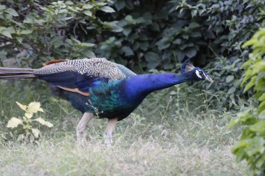 Jaipur yakınlarındaki Orman 'da güzel bir Peafowl. Tavuskuşu refahın işareti. Tavuskuşu 'nun güzel duvarı..