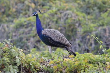 Jaipur yakınlarındaki Orman 'da güzel bir Peafowl. Tavuskuşu refahın işareti. Tavuskuşu 'nun güzel duvarı..