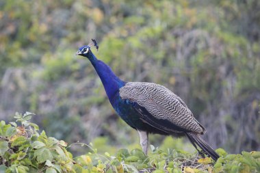 Jaipur yakınlarındaki Orman 'da güzel bir Peafowl. Tavuskuşu refahın işareti. Tavuskuşu 'nun güzel duvarı..