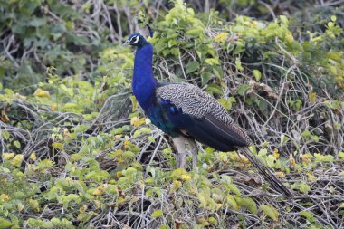 Jaipur yakınlarındaki Orman 'da güzel bir Peafowl. Tavuskuşu refahın işareti. Tavuskuşu 'nun güzel duvarı..