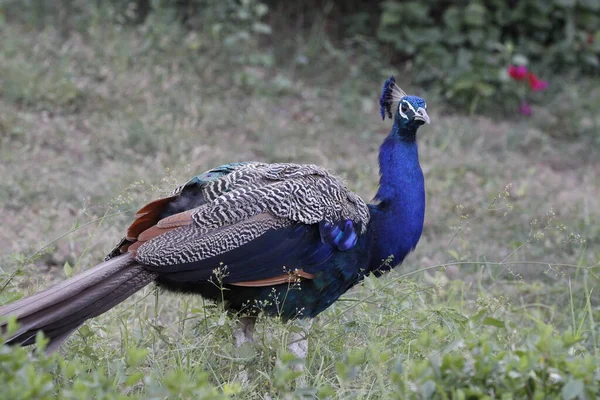 Jaipur Yakınlarındaki Orman Güzel Bir Peafowl Tavuskuşu Refahın Işareti Tavuskuşu — Stok fotoğraf