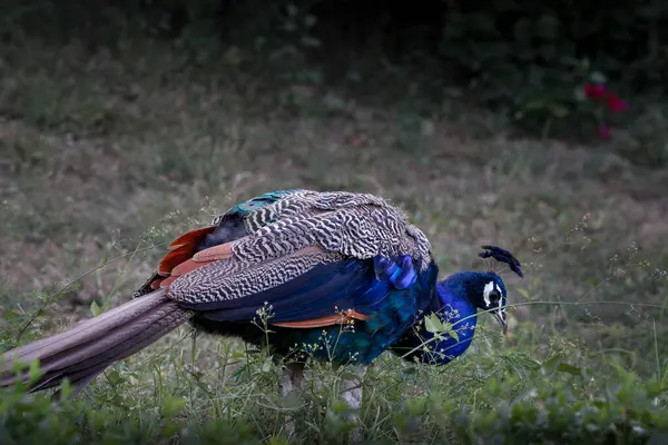 Jaipur yakınlarındaki Orman 'da güzel bir Peafowl. Tavuskuşu refahın işareti. Tavuskuşu 'nun güzel duvarı..