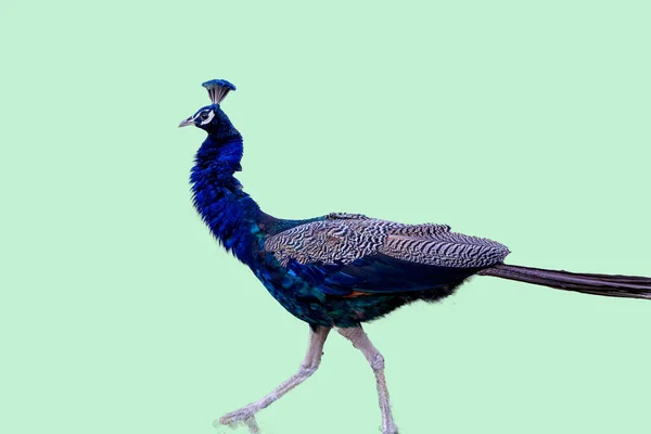자이푸르 정글에서 Peafowl 번영의 표지판 Peacock Peafowl의 아름다운 — 스톡 사진