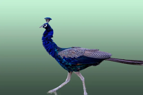 Jaipur yakınlarındaki Orman 'da güzel bir Peafowl. Tavuskuşu refahın işareti. Tavuskuşu 'nun güzel duvarı..