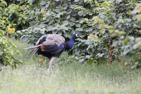 Jaipur yakınlarındaki Orman 'da güzel bir Peafowl. Tavuskuşu refahın işareti. Tavuskuşu 'nun güzel duvarı..