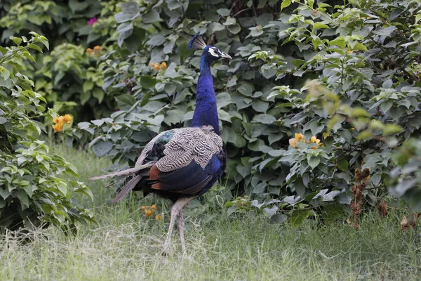 Jaipur Yakınlarındaki Orman Güzel Bir Peafowl Tavuskuşu Refahın Işareti Tavuskuşu — Stok fotoğraf