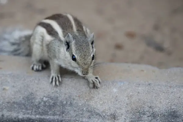 Jaipur yakınlarındaki Orman 'da güzel bir Peafowl. Tavuskuşu refahın işareti. Tavuskuşu 'nun güzel duvarı..