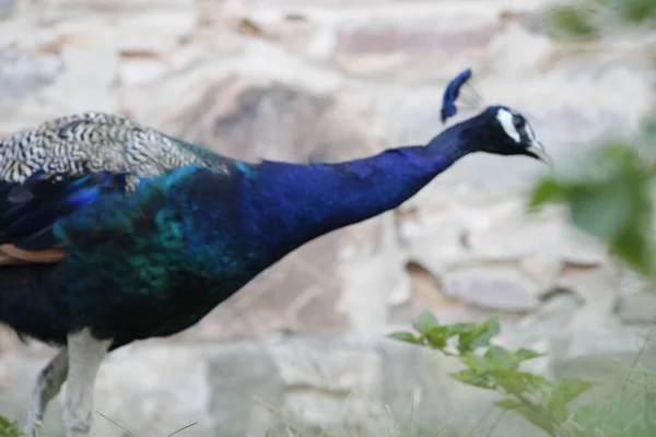 Jaipur yakınlarındaki Orman 'da güzel bir Peafowl. Tavuskuşu refahın işareti. Tavuskuşu 'nun güzel duvarı..