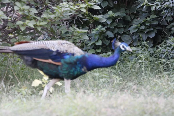 자이푸르 정글에서 Peafowl 번영의 표지판 Peacock Peafowl의 아름다운 — 스톡 사진