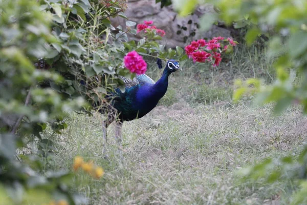 Belo Pavão Selva Perto Jaipur Peafowl Sinal Prosperidade Montagem Parede — Fotografia de Stock