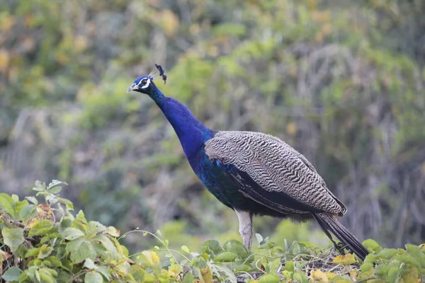 Jaipur yakınlarındaki Orman 'da güzel bir Peafowl. Tavuskuşu refahın işareti. Tavuskuşu 'nun güzel duvarı..