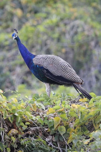 Jaipur yakınlarındaki Orman 'da güzel bir Peafowl. Tavuskuşu refahın işareti. Tavuskuşu 'nun güzel duvarı..