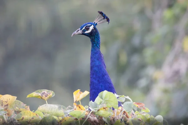 Jaipur yakınlarındaki Orman 'da güzel bir Peafowl. Tavuskuşu refahın işareti. Tavuskuşu 'nun güzel duvarı..
