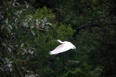 Göl kenarında beyaz kaşık gagası